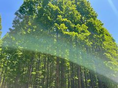 -黄海国家森林公园