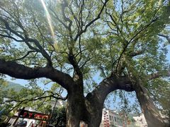 -新安江山水画廊风景区