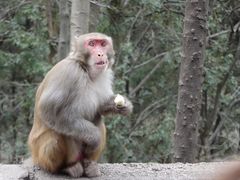 -黔灵山公园