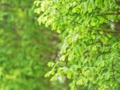 -桤木河湿地公园