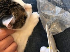 -纳吉亚猫专科动物医院博雅分院