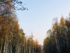 -五营红松林海景区