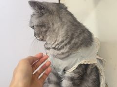 -共舞时光猫咖·狗咖(新街口店)