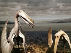 -贝林大翅鲸简餐厅(国家海洋博物馆店)