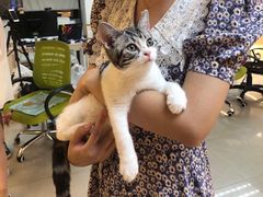 -lincat·猫舍(广州店)