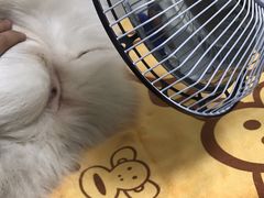 -谐和益家动物医院·免疫绝育·血液透析·宠保定点医院(高新伊藤分院)