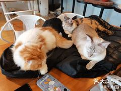 -Cappucimeow猫咪咖啡馆(韦伯时代店)