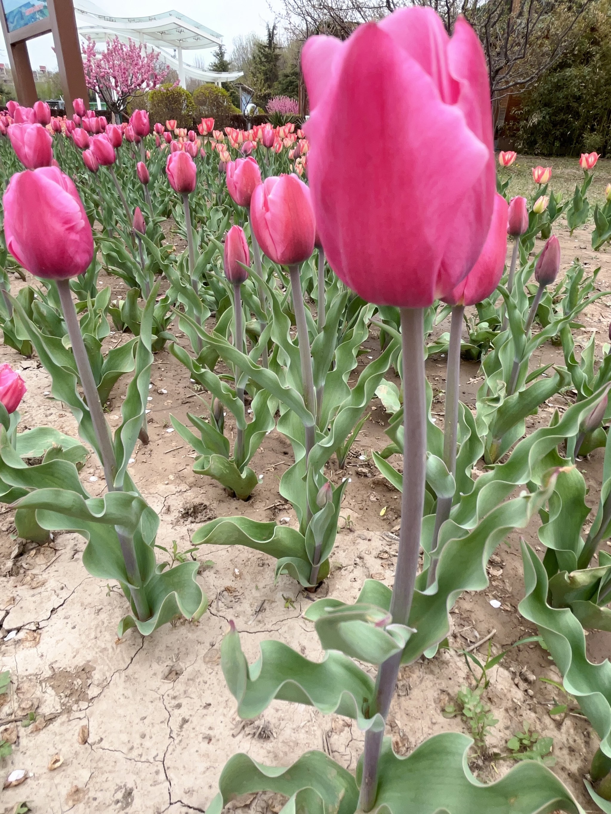 长阳公园郁金香花展图片