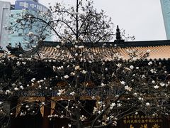 -真庆观