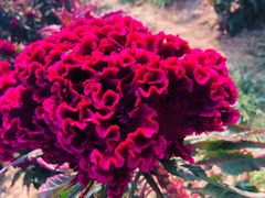 -北京东方普罗旺斯薰衣草庄园