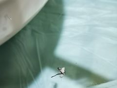 -葡萄园鱼庄(新津店)