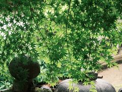 -奈良公园