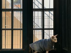 -猫色咖啡·猫咖
