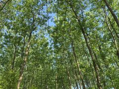 -合肥滨湖国家森林公园