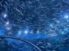-海合安成都极地海洋公园