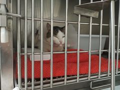 -瑞派·关忠动物医院·猫专科·犬专科(三环新城店)