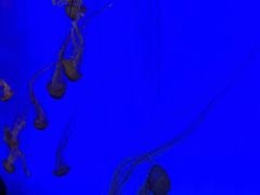 -上海海洋水族馆