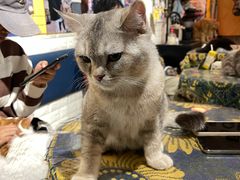 -平行世界·猫咖(首经贸店)