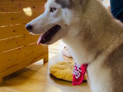 -Husky Go! 哈士奇体验馆·宠物咖啡厅狗咖