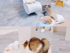 -More Fun猫咖 二十只万元加菲主题