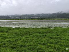 -腾冲北海湿地