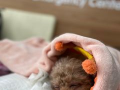 -爱侣宠医·鹦鹉专科·小型哺乳类·异宠专科(灵石路店)