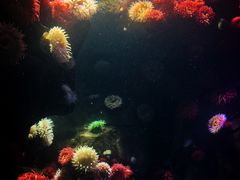 -瑞普利水族馆