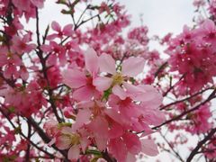 -天适樱花悠乐园