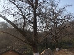 -千年银杏谷文化旅游区