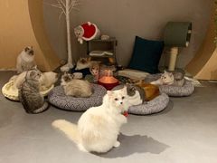 -有猫咖啡umeow coffee
