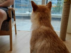 -南京Hallo宠物乐园·哈罗犬舍·柴犬繁育基地