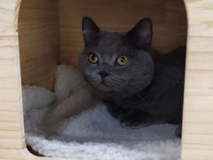 -逗柴咖啡屋·狗咖猫咖宠物桌游