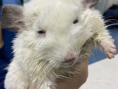 -特一安24小时宠物医院·骨科·中兽医