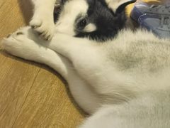 -Husky Go! 哈士奇体验馆·宠物咖啡厅狗咖