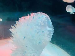 -苏州海洋馆