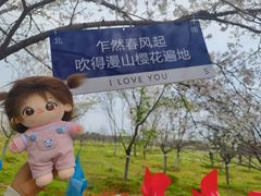 -天王浮山樱花园