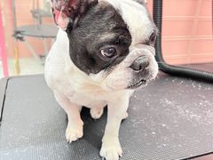 -FAELING PETS美天灵宠物(合生汇店)