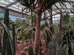 -呀路古热带植物园