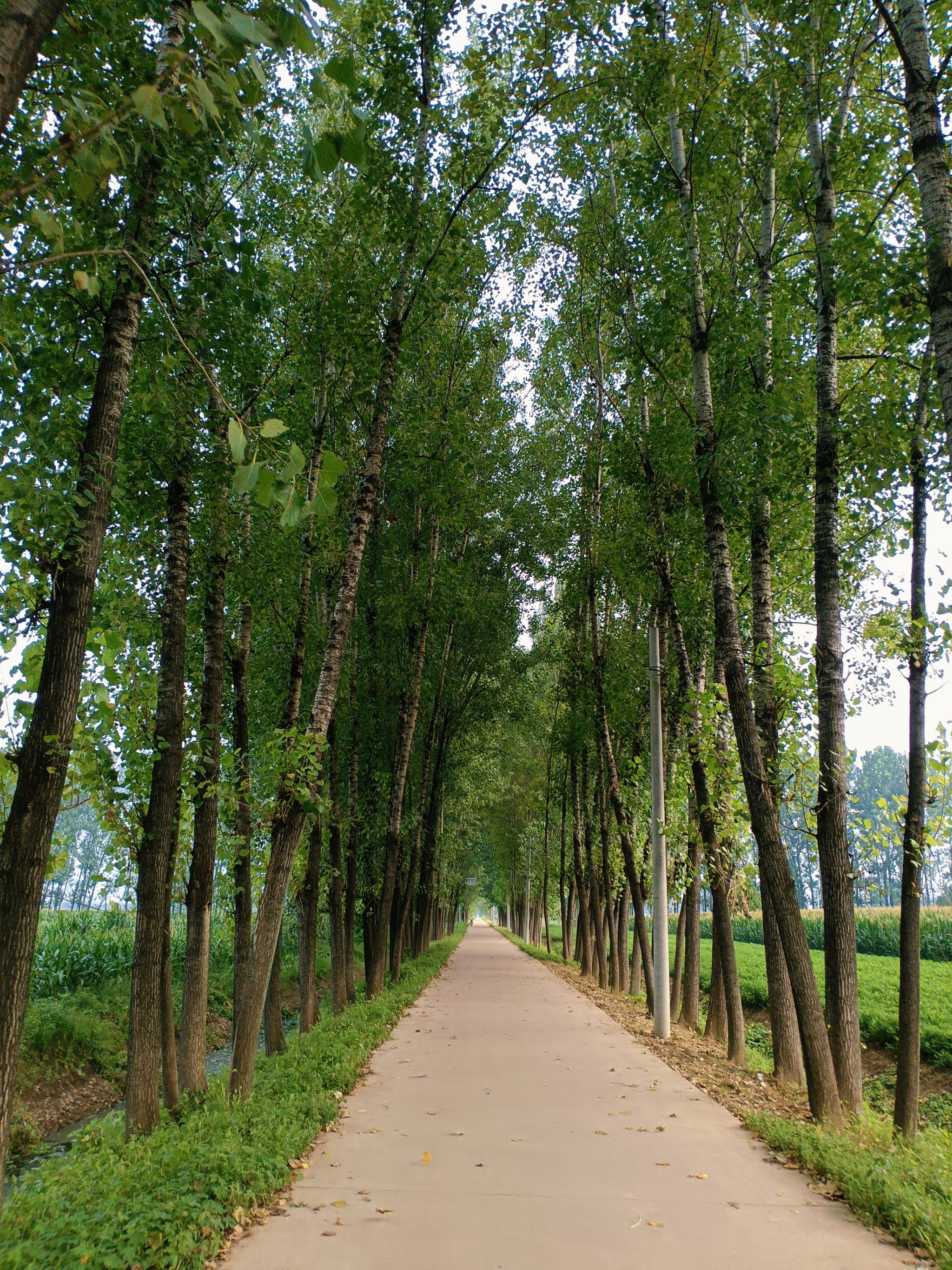 真实乡间小路图片图片