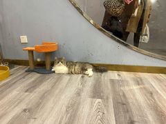 -BABIT巴比特宠物(MOMOPARK店)