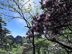-黄山风景区