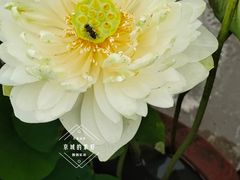 -莲花池公园