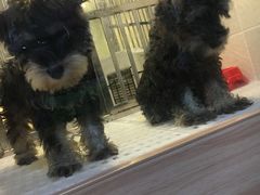 -1013 PET SHOP 宠物商店(近铁城市广场店)