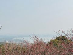 -香雪海