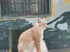 -青藏高原野生动物园