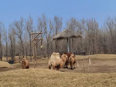 -北京野生动物园