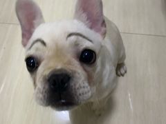 -瑞派康怡24h宠物医院·犬猫医疗中心·微创绝育(瑞景分院)