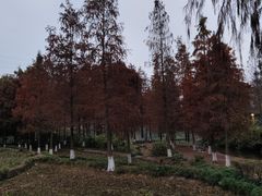 -重庆彩云湖湿地公园