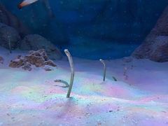-暹罗海洋世界