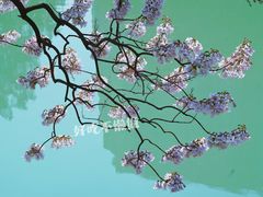 -成都市活水公园